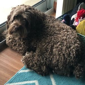 Meet your Posher, Grace